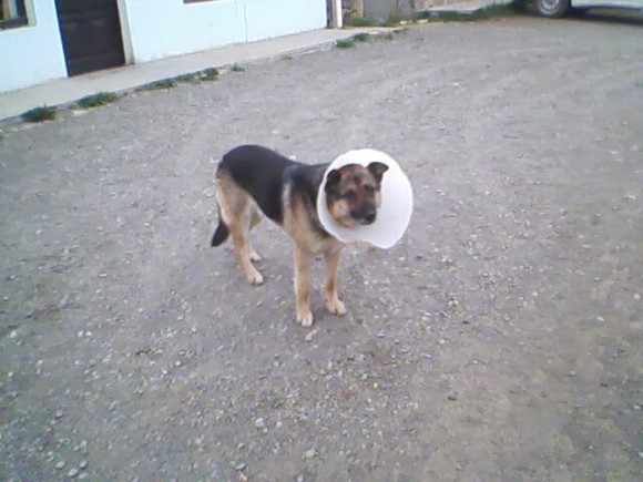 perro lampara